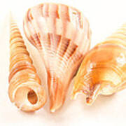 Shell Trio #2 Poster