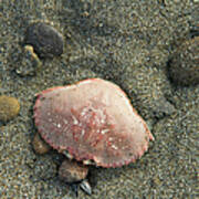 Shellfish On Pacific Northwest Coast #1 Poster