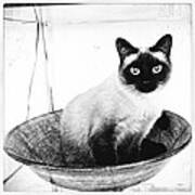 Siamese In A Bowl #2 Poster