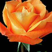 Single Orange Rose #1 Poster