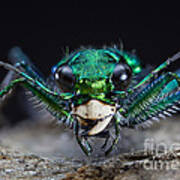 Six-spotted Green Tiger Beetle #2 Poster