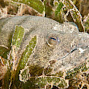 Snapper Eel #1 Poster