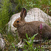 Snowshoe Hare #1 Poster