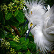 Snowy Egrets #1 Poster