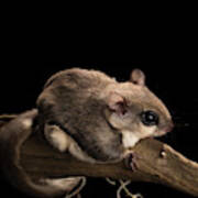 Southern Flying Squirrel, Glaucomys #1 Poster