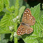 Speckled Wood Butterfly  #1 Poster