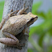 Spring Peeper #1 Poster