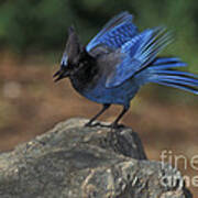 Stellers Jay #1 Poster