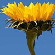 Sunflower And Sky #1 Poster
