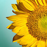 Sunflower Naturally 3 Poster