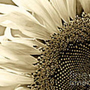 Sunny Bloom Sunflower Poster
