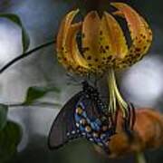 Swallowtail On Turks Cap #1 Poster