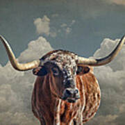 Texas Longhorn Poster
