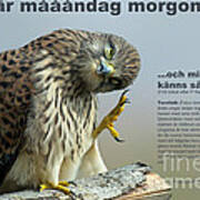 The Monday Morning Kestrel... #1 Poster