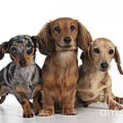 Three Dachshunds #2 Poster