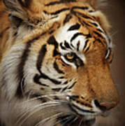 Tiger #1 Poster