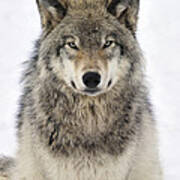 Timber Wolf Portrait Poster