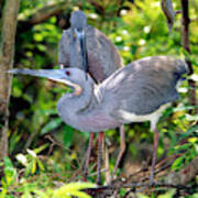 Tricolor Heron Adults In Breeding #1 Poster
