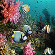Tropical Coral Reef Scenery #1 Poster
