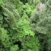 Tropical Rainforest Canopy #1 Poster