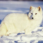 Usa, Alaska Arctic Fox In Winter Coat #1 Poster