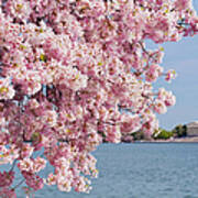 Usa, Washington Dc, Cherry Tree In #1 Poster