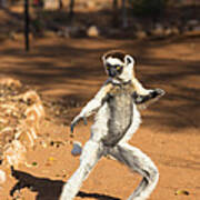 Verreauxs Sifaka Hopping Madagascar #1 Poster