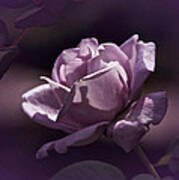 Vintage Purple Rose #2 Poster