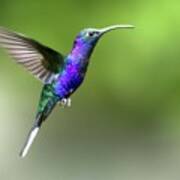 Violet Sabrewing Hummingbird #1 Poster
