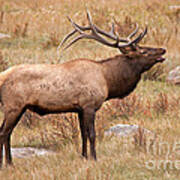 Wapiti Elk In Rocky Mountain National Park #1 Poster
