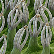 Water Fern, Salvinia Natans, Sem #1 Poster