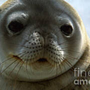 Weddell Seal #1 Poster