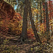 West Fork Fall Color #7 Poster