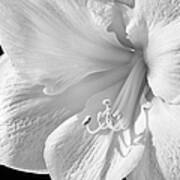White Amaryllis #1 Poster
