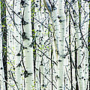 White Birch Tree Forest #1 Poster