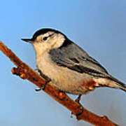 White-breasted Nuthatch #2 Poster