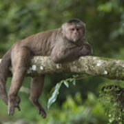 White-fronted Capuchin Puerto Poster