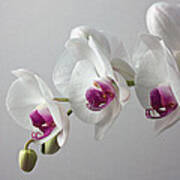 White Orchids #1 Poster