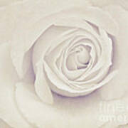 White Rose #1 Poster