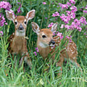 White-tailed Deer Fawns #2 Poster