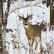 White-tailed Deer In Winter #1 Poster
