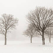 Winter Trees In Fog 9 Poster