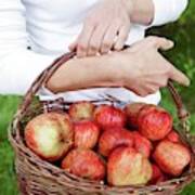 Woman Picking Apples #1 Poster