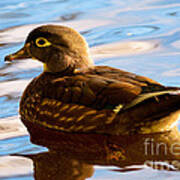 Wood Duck On Lost Lagoon #1 Poster