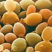 Yeast, Saccharomyces Cerevisiae Poster