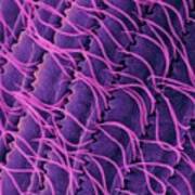 Ciliated Protozoan (tetrahymena Vorax) #10 Poster