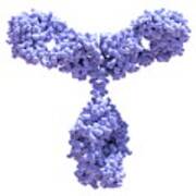 Immunoglobulin G Antibody Molecule #10 Poster