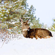 Mule Deer In Snow #10 Poster