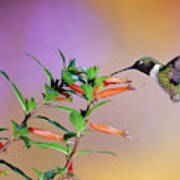 Ruby-throated Hummingbird (archilochus #10 Poster