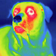 Thermogram #10 Poster